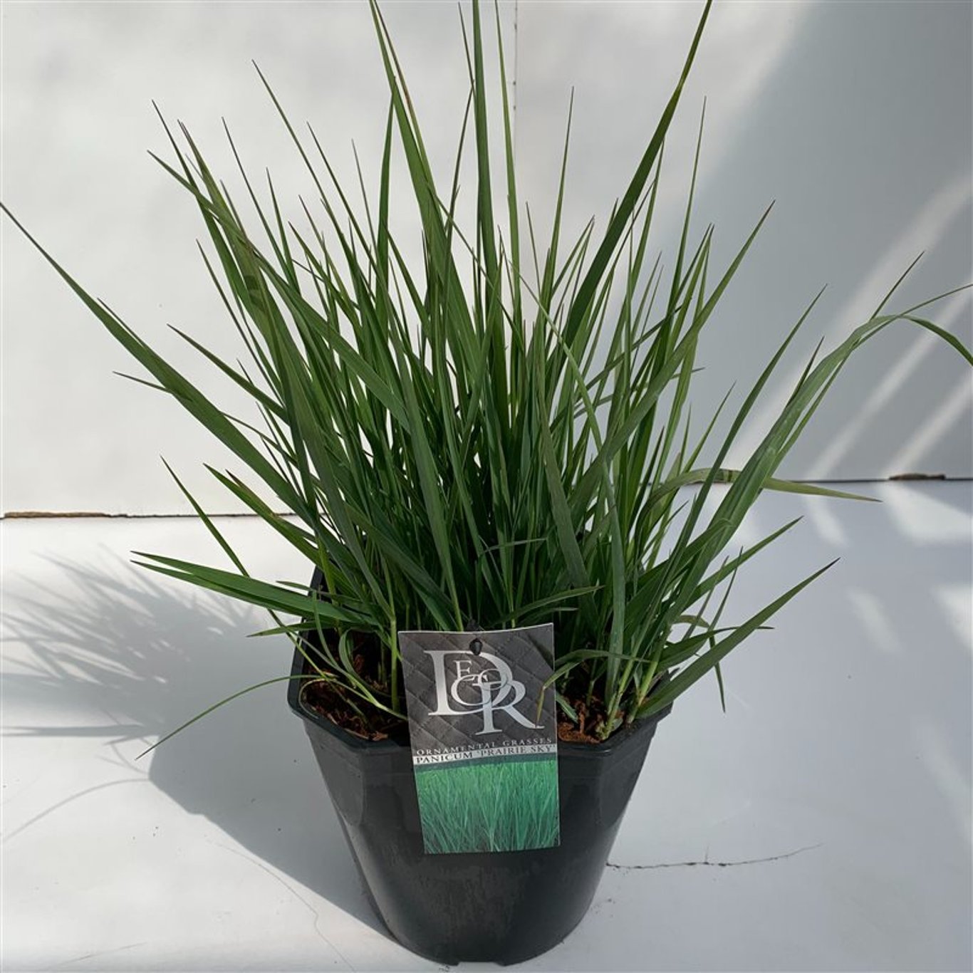 Panicum virgatum 'Prairie Sky' - C5